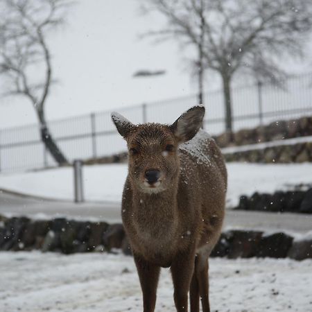 The Deer Park Inn Nara Exterior foto