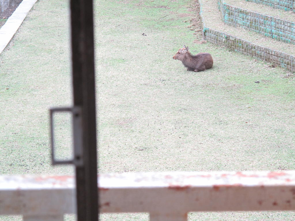 The Deer Park Inn Nara Cameră foto