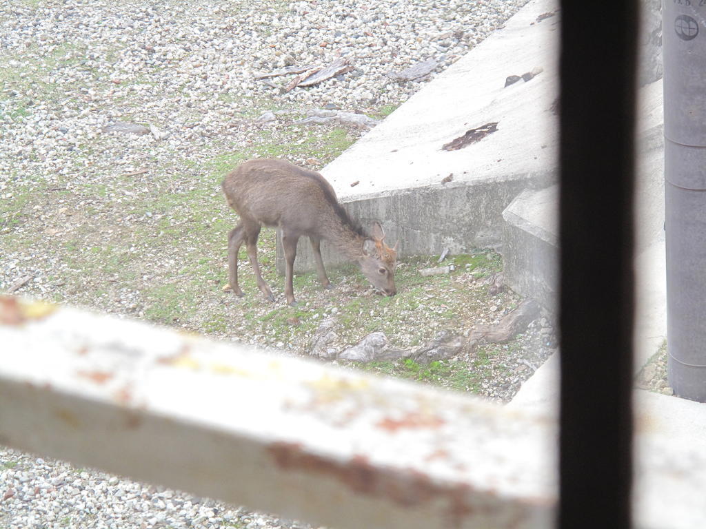 The Deer Park Inn Nara Cameră foto