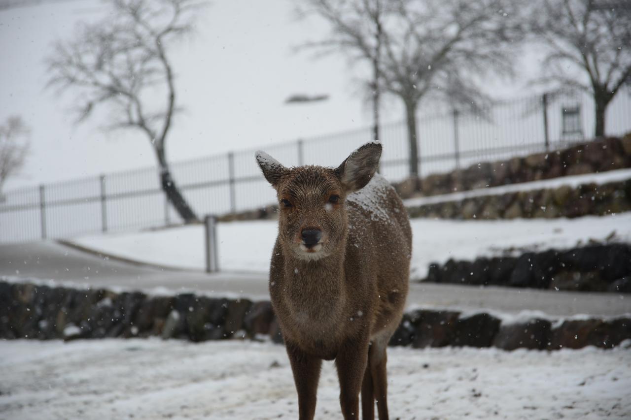 The Deer Park Inn Nara Exterior foto